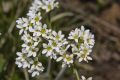 Early Saxifrage, Micranthes virginiensis