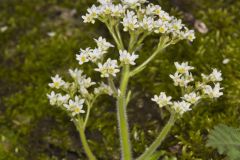 Early Saxifrage, Micranthes virginiensis