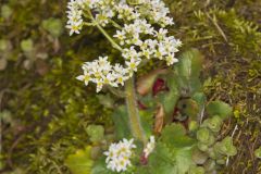 Early Saxifrage, Micranthes virginiensis