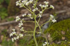 Early Saxifrage, Micranthes virginiensis