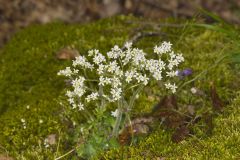 Early Saxifrage, Micranthes virginiensis Early Saxifrage, Micranthes virginiensis