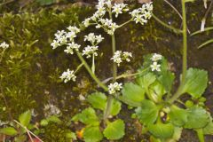Early Saxifrage, Micranthes virginiensis