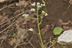 Early Saxifrage, Micranthes virginiensis