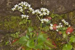 Early Saxifrage, Micranthes virginiensis