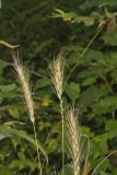 Early Wildrye, Elymus macgregorii