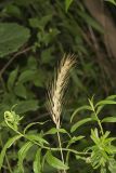 Early Wildrye, Elymus macgregorii