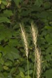Early Wildrye, Elymus macgregorii