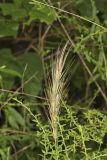 Early Wildrye, Elymus macgregorii