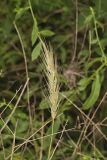 Early Wildrye, Elymus macgregorii