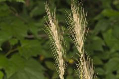 Early Wildrye, Elymus macgregorii