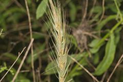 Early Wildrye, Elymus macgregorii