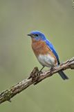 Eastern Bluebird, Sialia sialis