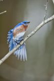 Eastern Bluebird, Sialia sialis