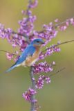 Eastern Bluebird, Sialia sialis