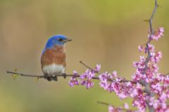 Eastern Bluebird, Sialia sialis
