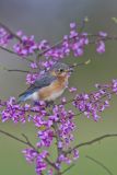 Eastern Bluebird, Sialia sialis