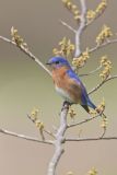 Eastern Bluebird, Sialia sialis