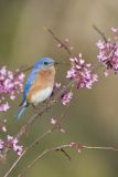 Eastern Bluebird, Sialia sialis