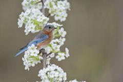 Eastern Bluebird, Sialia sialis