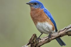 Eastern Bluebird, Sialia sialis