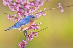 Eastern Bluebird, Sialia sialis