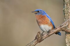 Eastern Bluebird, Sialia sialis
