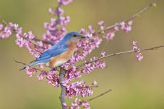 Eastern Bluebird, Sialia sialis