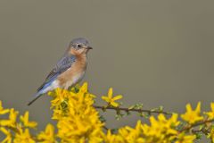 Eastern Bluebird, Sialia sialis