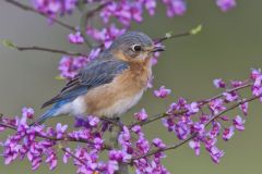 Eastern Bluebird, Sialia sialis