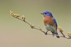 Eastern Bluebird, Sialia sialis