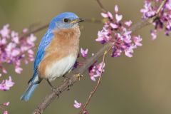 Eastern Bluebird, Sialia sialis