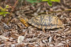 Eastern Box Turtle, Terrapene carolina carolina