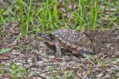 Eastern Box Turtle, Terrapene carolina carolina