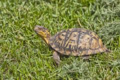Eastern Box Turtle, Terrapene carolina carolina