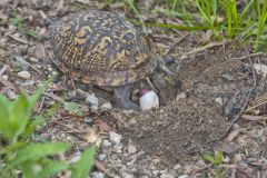 Eastern Box Turtle, Terrapene carolina carolina