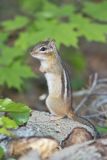 Eastern Chipmunk, Tamias striatus