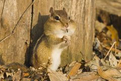 Eastern Chipmunk, Tamias striatus