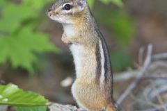 Eastern Chipmunk, Tamias striatus