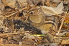 Eastern Chipmunk, Tamias striatus