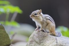 Eastern Chipmunk, Tamias striatus