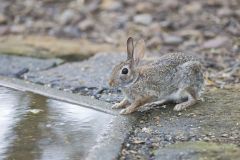 Eastern Cottontail Rabbit, Sylvilagus floridanus