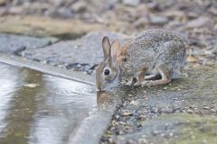 Eastern Cottontail Rabbit, Sylvilagus floridanus