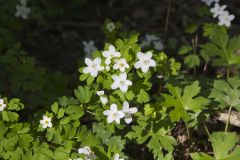Eastern False Rue Anemone, Enemion biternatum