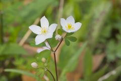 Eastern False Rue Anemone, Enemion biternatum