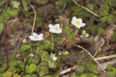 Eastern False Rue Anemone, Enemion biternatum