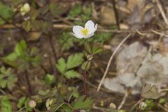 Eastern False Rue Anemone, Enemion biternatum