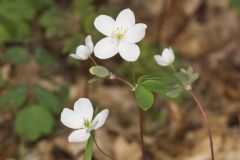 Eastern False Rue Anemone, Enemion biternatum