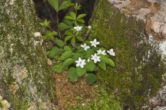 Eastern False Rue Anemone, Enemion biternatum