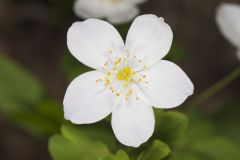 Eastern False Rue Anemone, Enemion biternatum