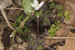 Eastern False Rue Anemone, Enemion biternatum